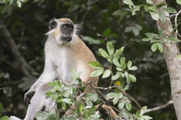 Comoé National Park
