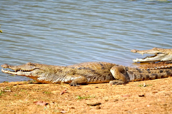 Nationa- Kéran National Park